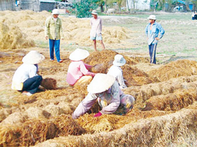 Sản xuất nhiên liệu thay thế xăng, dầu từ... rơm, rạ, trấu 